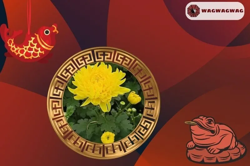 Ý Nghĩa của Cây Hoa Cúc Phong Thủy