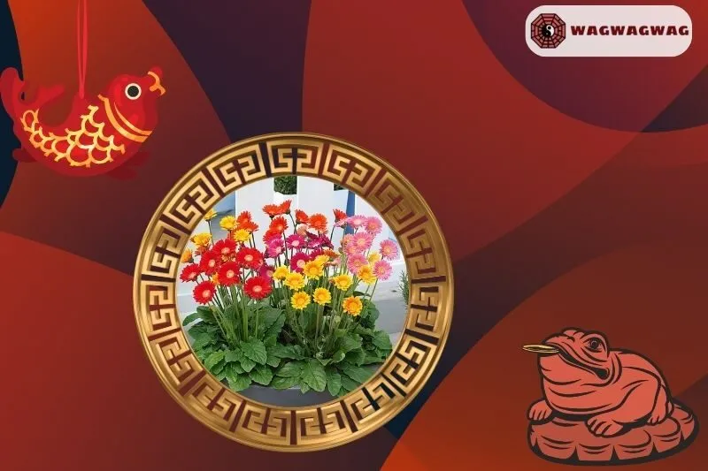 Ý nghĩa của cây hoa đồng tiền phong thủy