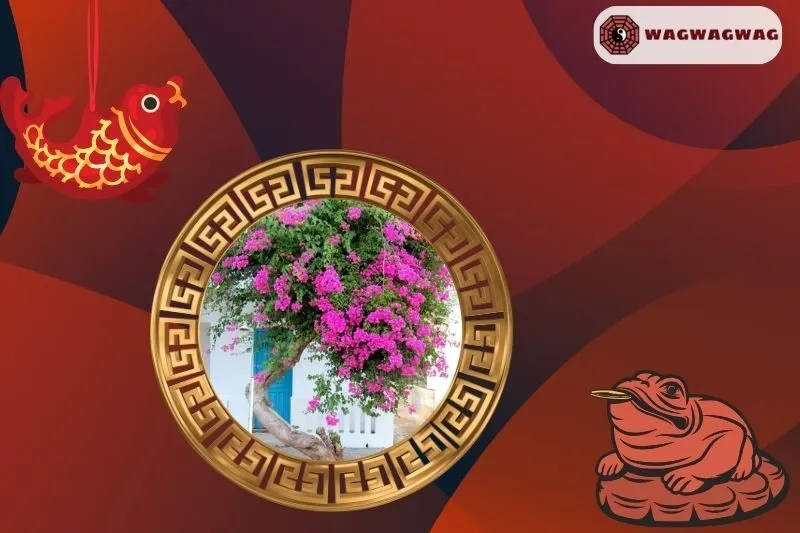 Ý nghĩa của cây hoa giấy phong thủy