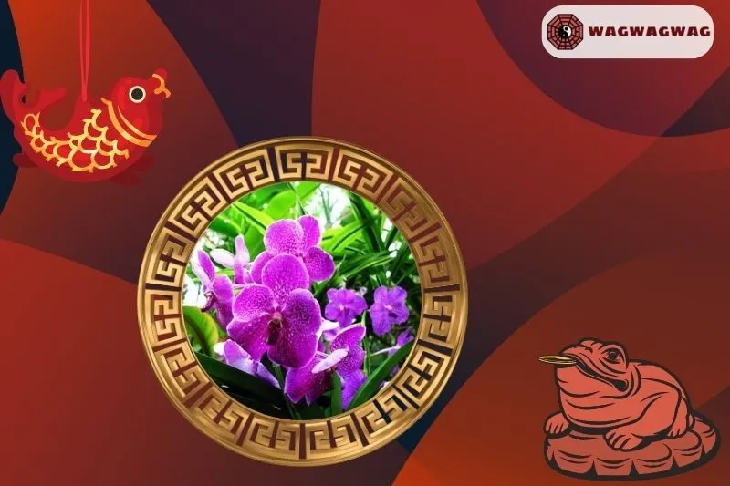 Ý Nghĩa Của Cây Hoa Lan Phong Thủy