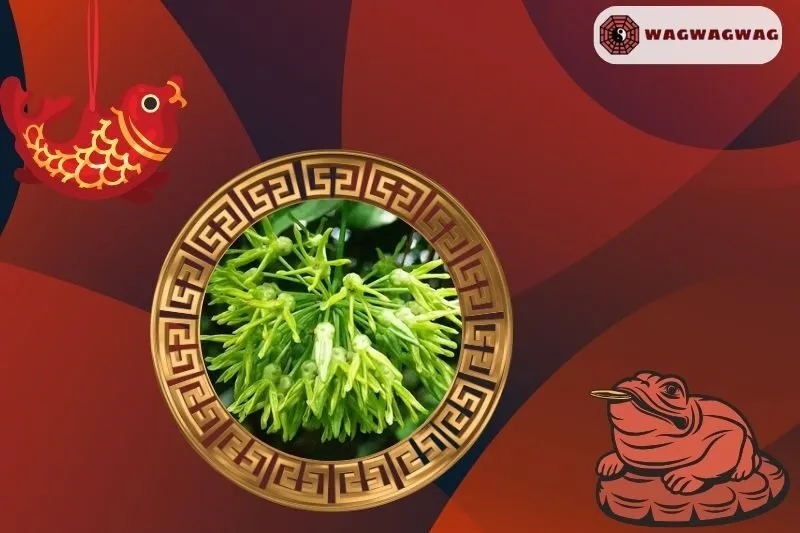 Ý nghĩa của cây hoa thiên lý phong thủy