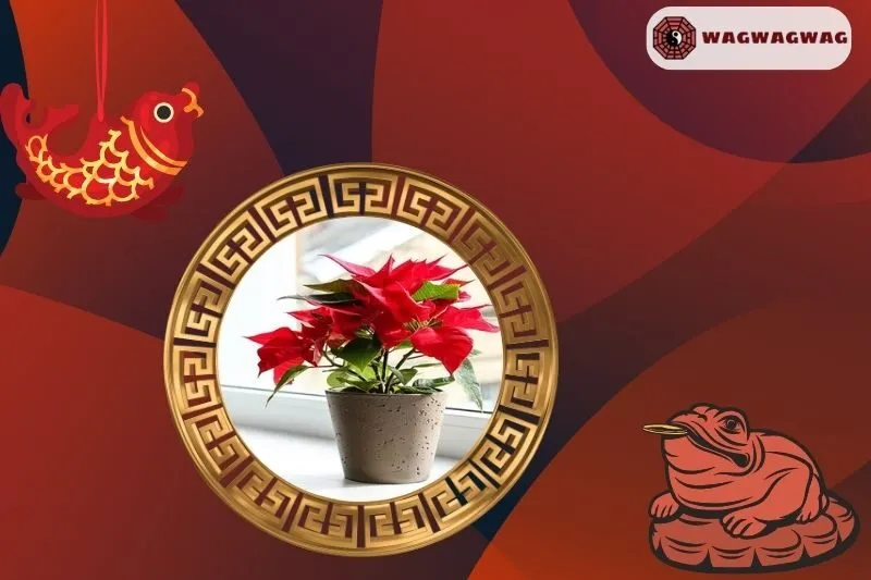 Ý Nghĩa Phong Thủy Của Cây Trạng Nguyên