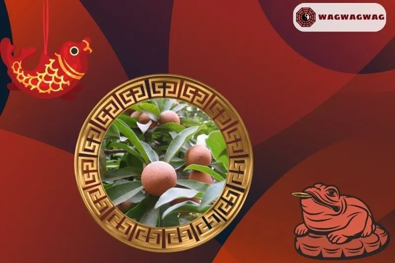 Ý nghĩa của cây hồng xiêm phong thủy