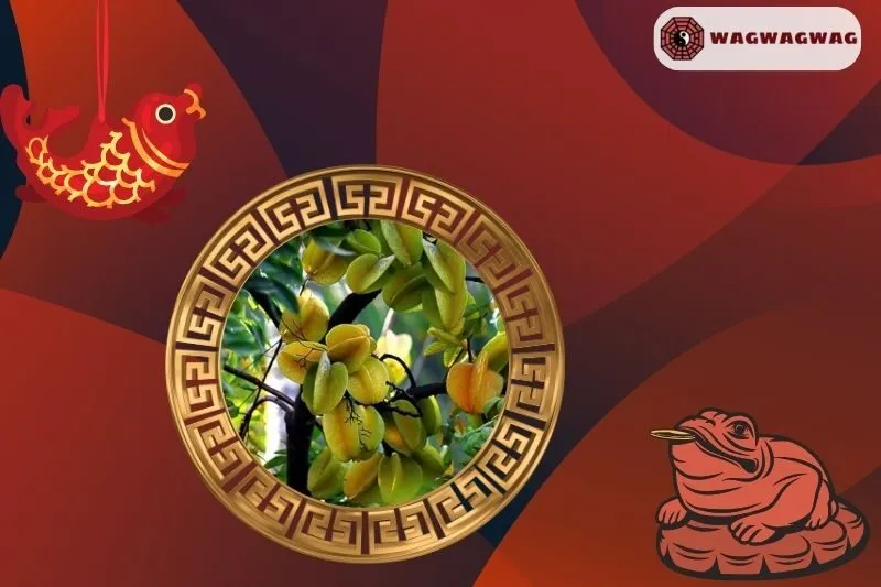 Ý nghĩa của cây khế phong thủy