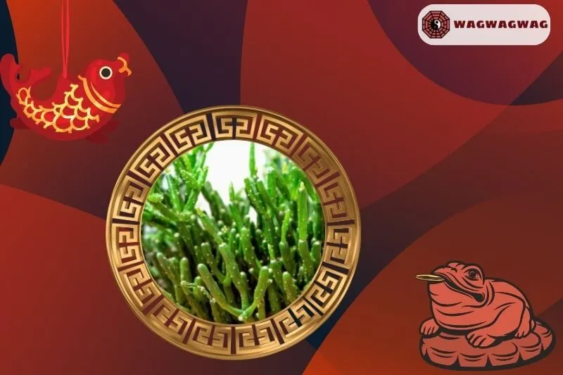 Ý nghĩa phong thủy của cây Lộc Nhung