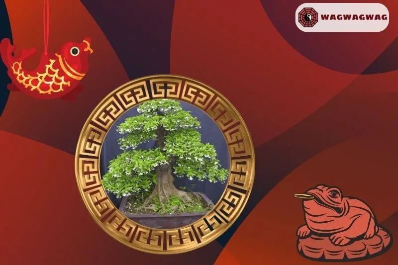 Ý nghĩa phong thủy của cây mai chiếu thủy