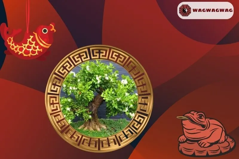 Cây Nguyệt Quế Phong Thủy Có Ý Nghĩa Gì?