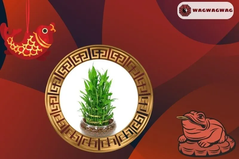 Ý nghĩa của cây phất dụ phong thủy