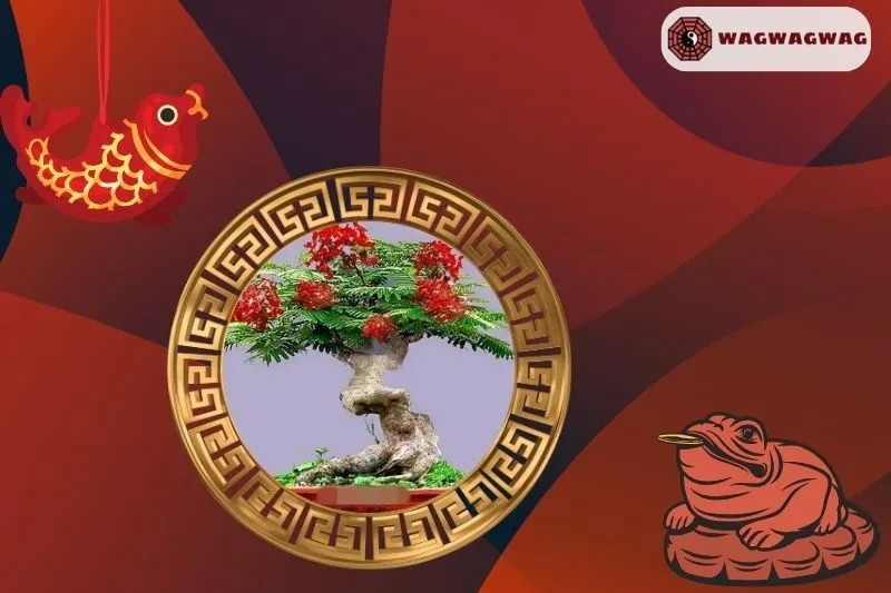 Ý nghĩa của cây phượng vĩ bonsai phong thủy