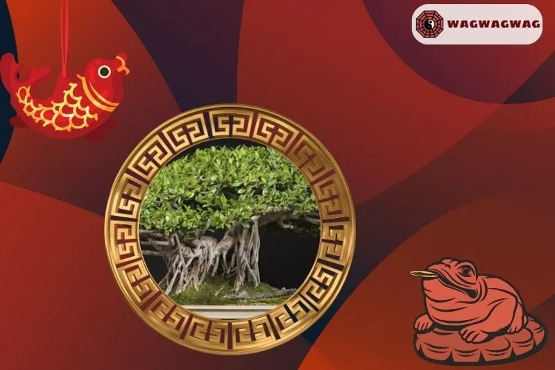 Ý Nghĩa Cây Si Cảnh Phong Thủy