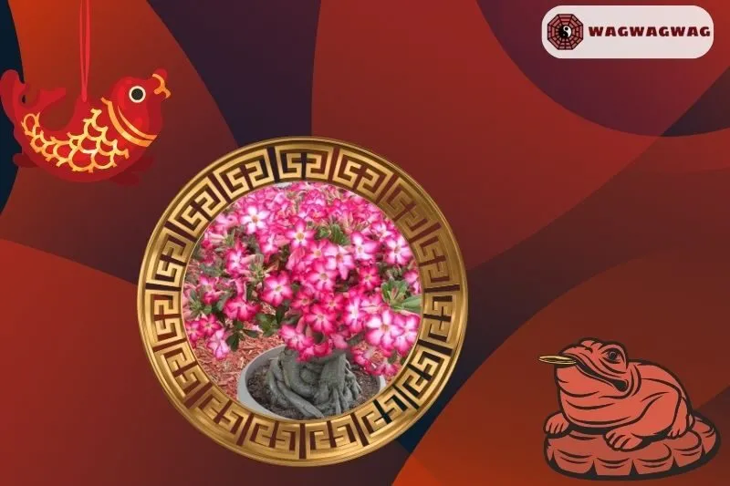Ý Nghĩa Cây Hoa Sứ Phong Thủy