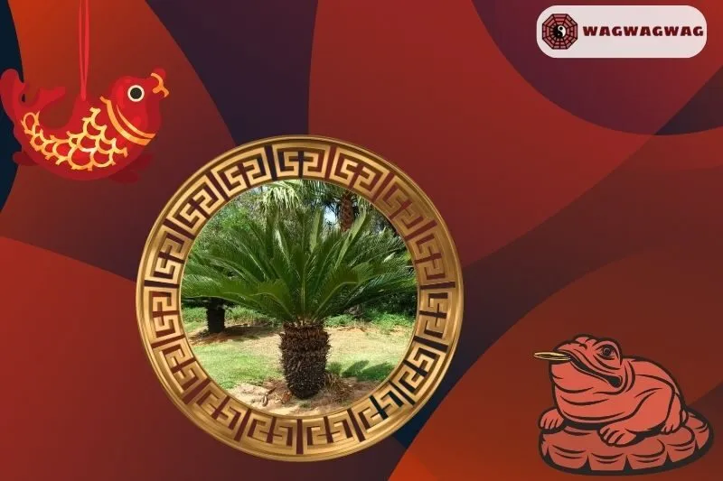 Ý nghĩa phong thủy của cây thiên tuế