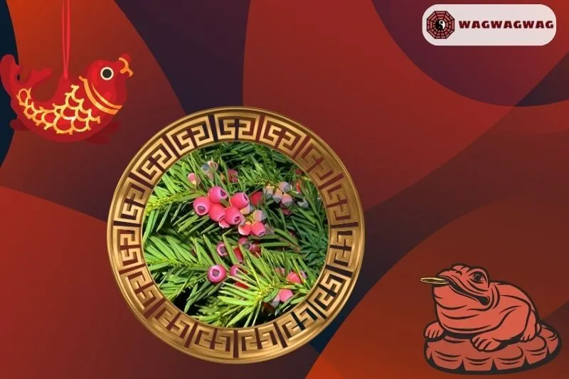 Ý Nghĩa Của Cây Thông Đỏ Phong Thủy