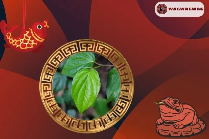 Ý Nghĩa Cây Trầu Không Phong Thủy