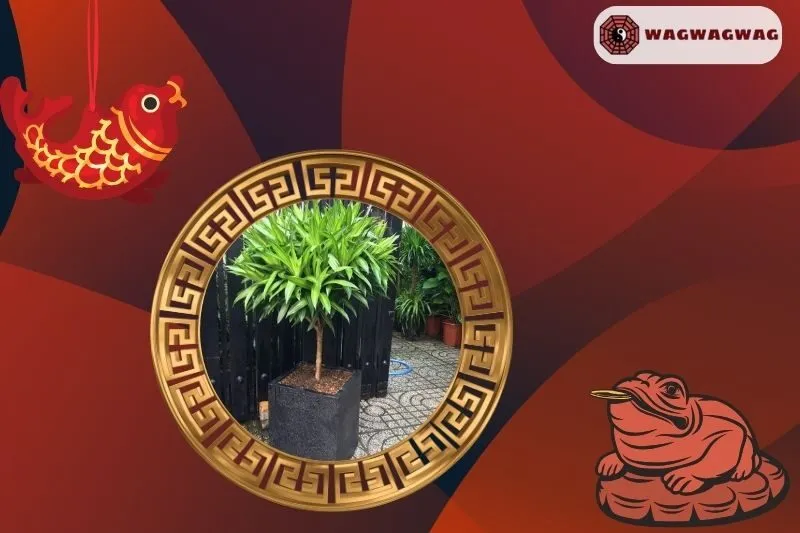 Ý nghĩa phong thủy của cây trúc bách hợp