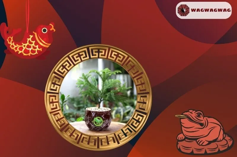 Ý nghĩa phong thủy của cây tùng bách