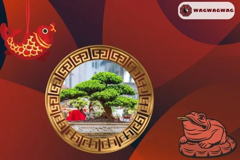 Ý Nghĩa Phong Thủy Của Cây Tùng La Hán