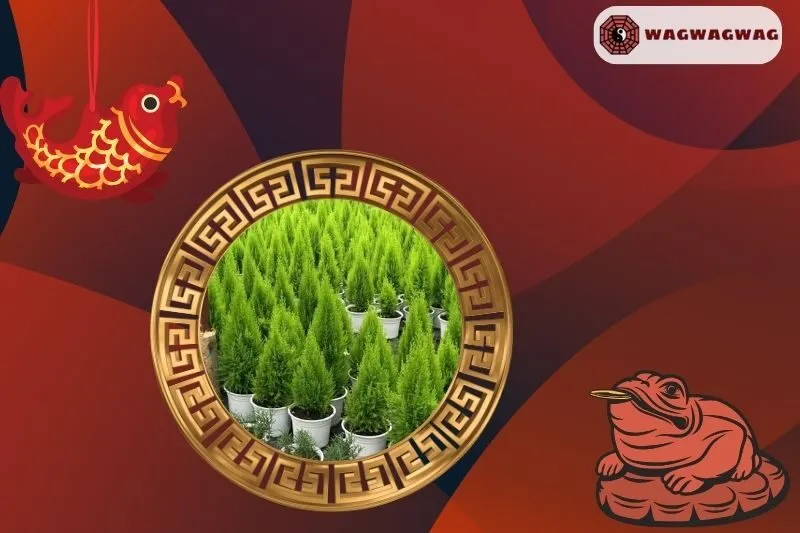 Ý nghĩa của cây tùng thơm phong thuỷ