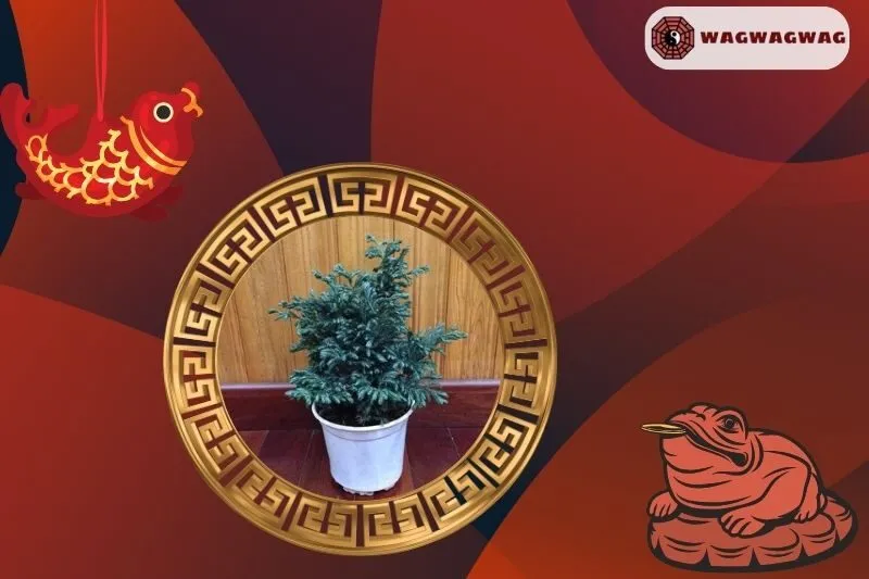 Ý nghĩa của cây tuyết tùng phong thủy