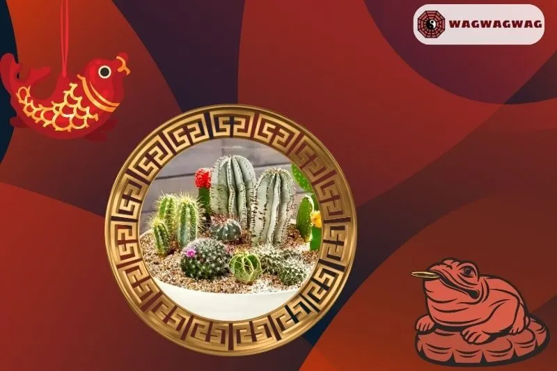 Ý nghĩa của cây xương rồng phong thủy