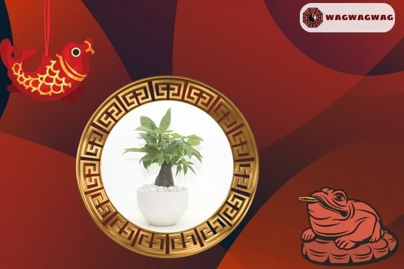 Ý nghĩa của cây kim ngân trong phong thuỷ