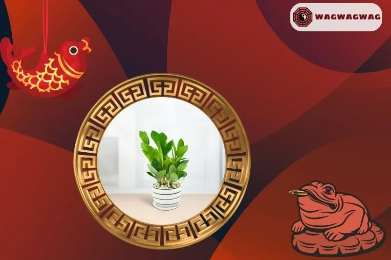 Ý nghĩa phong thuỷ của cây kim tiền