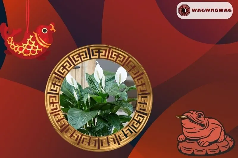 Ý nghĩa phong thuỷ của cây lan ý