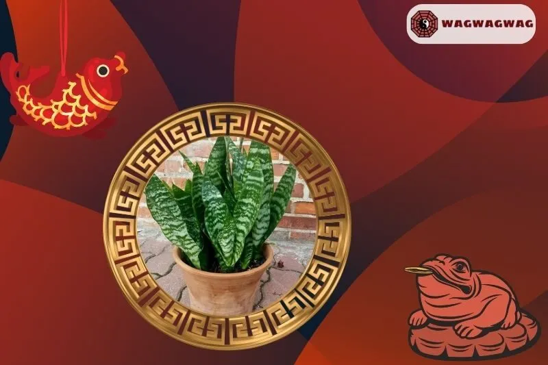 Ý nghĩa phong thủy của cây lưỡi hổ