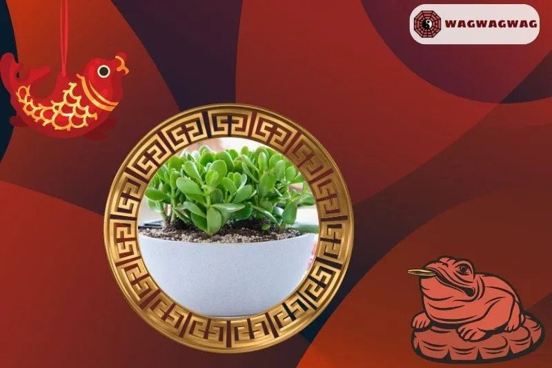 Ý nghĩa phong thủy của cây Ngọc Bích