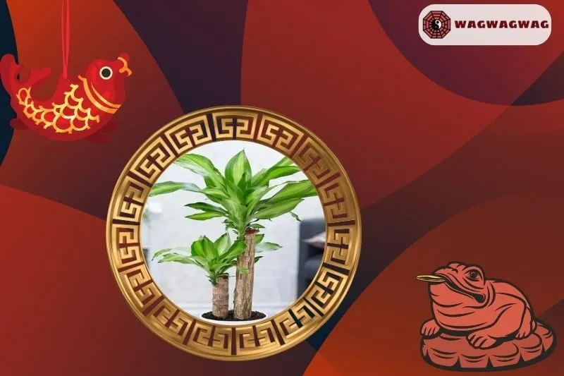 Ý nghĩa phong thủy của cây phát tài