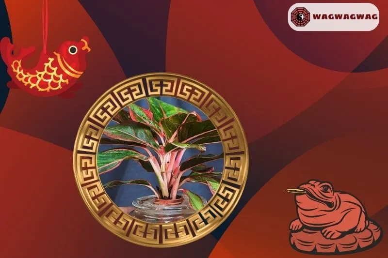 Ý nghĩa phong thủy của cây phú quý