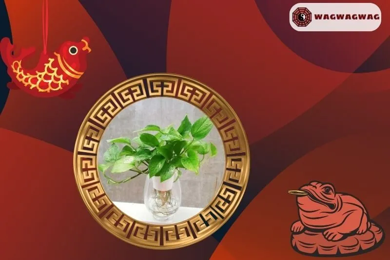 Ý Nghĩa Phong Thuỷ của Cây Trầu Bà