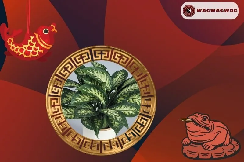 Ý nghĩa phong thủy của cây Vạn Niên Thanh